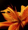 orange-lily.jpg