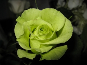 green-rose