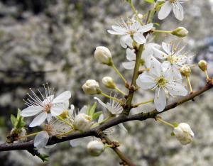 white-cherry-blossom-work